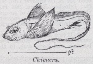 Chimère - English School
