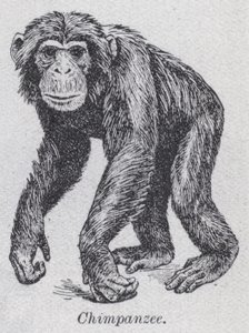 Chimpanzé - English School
