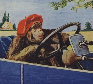 Chimpanzé conduisant une voiture - English School
