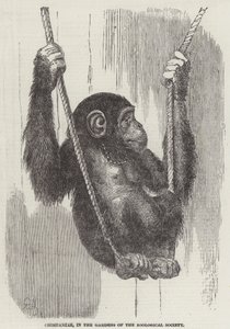 Chimpanzé, dans les jardins de la Société zoologique (gravure) - English School