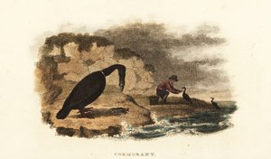 Homme chinois pêchant au cormoran sur les rives d