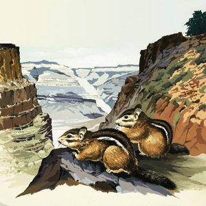 Tamias au parc national du Grand Canyon