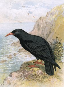 Choucas - English School