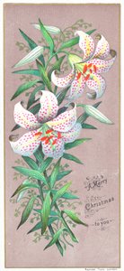 Lys de Noël, carte de Noël - English School