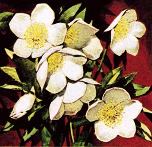Roses de Noël