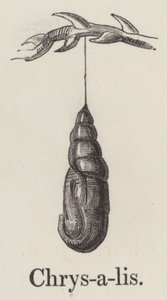 Chrysalide (gravure)
