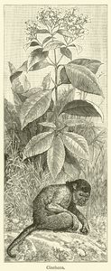 Cinchona (gravure)