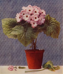 Cineraria - English School