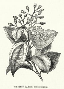 Cannelle, Laurus cinnamomum (gravure) - English School