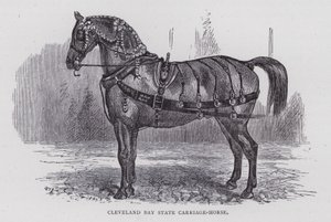 Cheval de carrosse Cleveland Bay (gravure) - English School