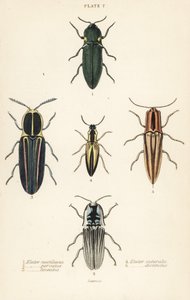 Coléoptère cliquet : Elater de phare, Pyrophorus noctilucus, Chalcolepidius porcatus, coléoptère cliqueté, Agriotes lineatus, Elater suturalis, et Semiotus distinctus - English School