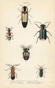 Coléoptères cliquets : Melanoxanthus melanocephalus, Luciola italica, Lampyris latreillii, Lycus festivus, coléoptère à ailes molles, Clanoptilus marginellus, et Priocera variergata - English School