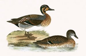Sarcelle qui glousse, illustration de 