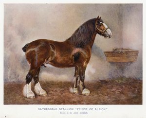 Étalon Clydesdale "Prince of Albion"