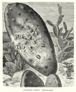 Insecte Cochenille, Coccus cacti - English School