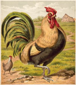 Coq - English School