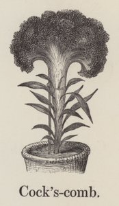 Peigne de coq (gravure) - English School