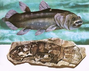 Coelacanthe et son fossile