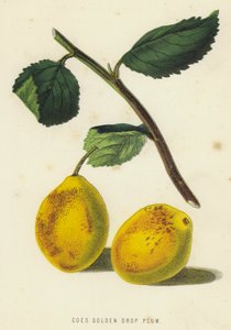 Prune Coes Golden Drop - English School
