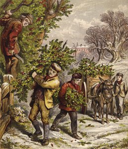 Récolte de houx - English School