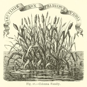 Famille Colonna