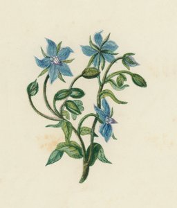 Bourrache Commune, Borago Officinalis - English School