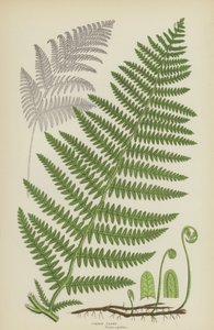 Fougère commune (lithographie en couleur) - English School
