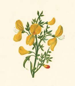 Genêt Commun, Cytisus Scoparius - English School