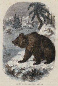 Ours Brun Commun, Ursus Arctos - English School