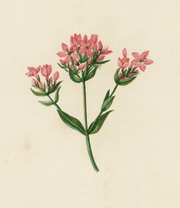 Petite Centaurée, Erythraea Centaurium - English School