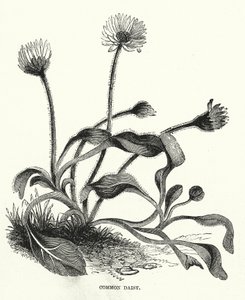 Marguerite (gravure) - English School