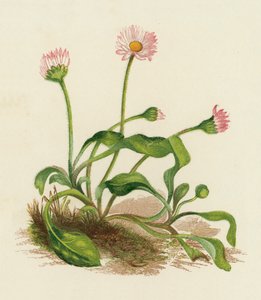 Pâquerette, Bellis Perennis