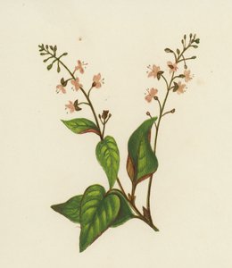 Circaea Lutetiana - English School