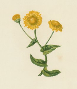 Pulicaire dysentérique, Pulicaria Dysenterica
