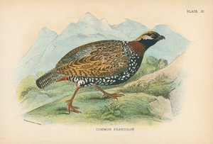 Francolin commun - English School