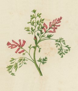 Fumeterre officinale, Fumaria Officinalis