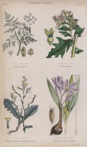 Ciguë commune; Jusquiame noire; Laitue odorante ou vénéneuse; Safran des prés automnal - English School