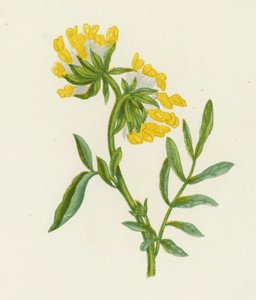 Anthyllis Vulneraria (Vulnéraire commune) - English School