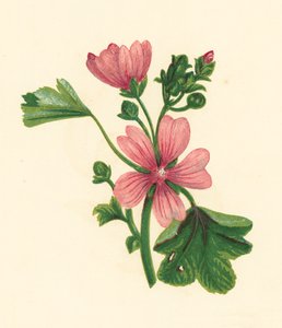 Mauve commune (Malva sylvestris)
