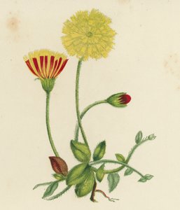 Épervière piloselle (Hieracium pilosella)