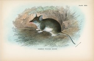 Souris à poche commune - English School