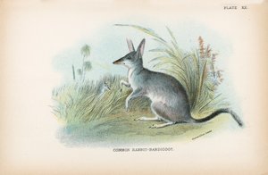 Bandicoot lapin commun - English School