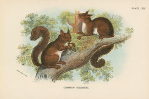 Écureuil commun