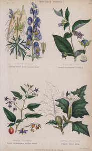 Aconit Tue-Loup; Belladone; Morelle Douce-Amère; Datura Stramoine (gravure en couleur) - English School