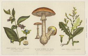 Plantes vénéneuses communes (gravure) - English School