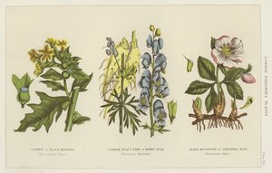 Plantes vénéneuses communes (gravure) - English School
