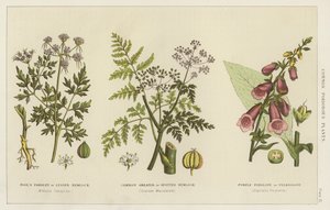 Plantes vénéneuses communes - English School