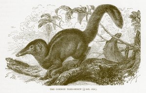 Toupaye commune, illustration de The Royal Natural History - English School