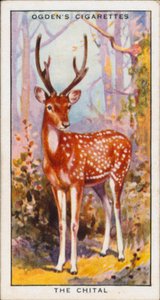 Couleurs cachées pour la protection, Animaux, Le Chital (lithographie couleur) - English School