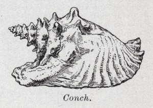 Conque - English School